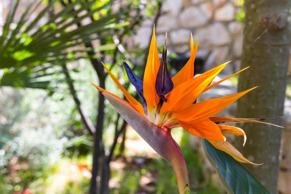 Villa Alma Veli Losinj Ngoại thất bức ảnh