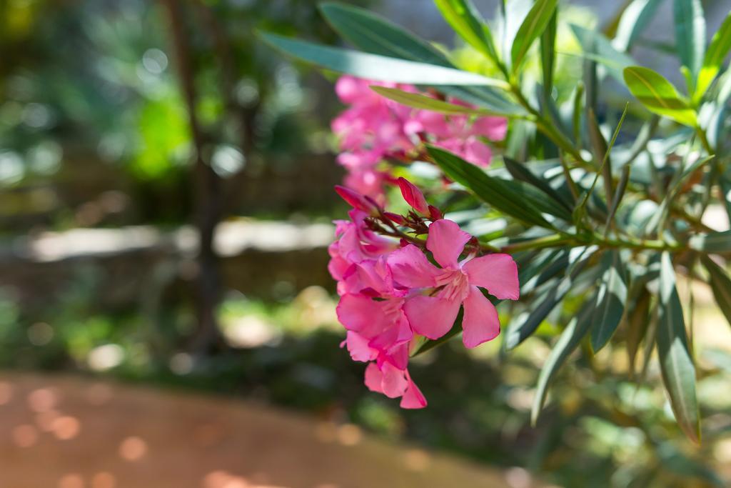 Villa Alma Veli Losinj Ngoại thất bức ảnh